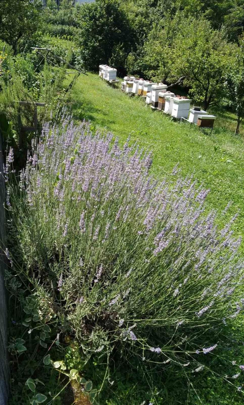 Guest House Bee Visoko Exteriér fotografie
